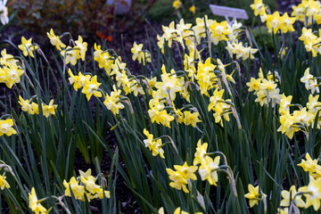  Yellow Narcissus Verdin (Narcissus poeticus) in garden
