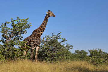 Giraffe / Giraffe / Giraffa camelopardalis