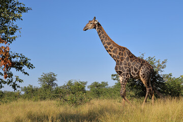 Giraffe / Giraffe / Giraffa camelopardalis