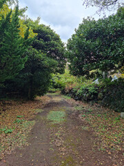 Fototapeta na wymiar An autumn forest path with fallen leaves.