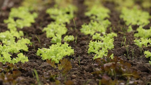 Growth Cycle of Lettuce Plants on soil