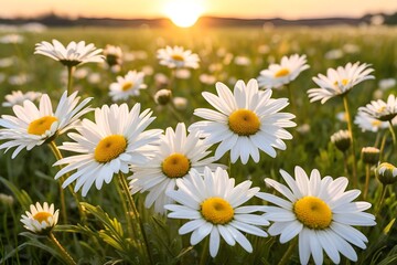 Obraz premium daisy flowers in fields as sunset