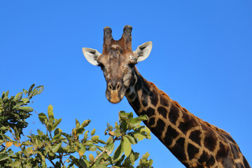 Giraffe / Giraffe / Giraffa camelopardalis