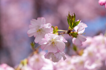 Fototapeta premium Pink cherry blossom, Sakura tree, in an outdoor park, on a beautiful spring day, with a blue sky, close up, macro shot