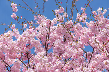 Pink cherry blossom, Sakura tree, in an outdoor park, on a beautiful spring day, with a blue sky
