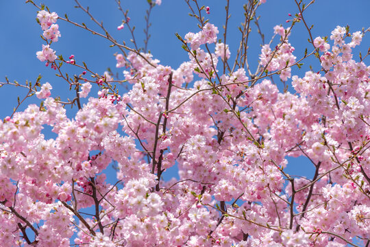 Pink cherry blossom, Sakura tree, in an outdoor park, on a beautiful spring day, with a blue sky