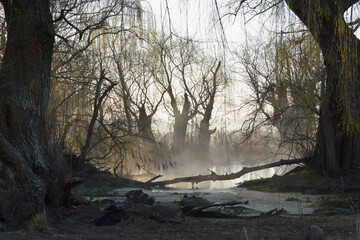 Old trees with a eerie atmosphere 2