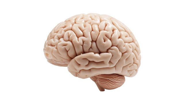 human brain organ on transparent background