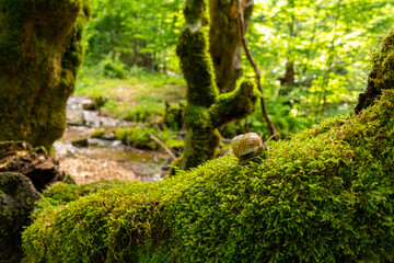 A slow grape snail crawls up the bark of a tree overgrown with moss.