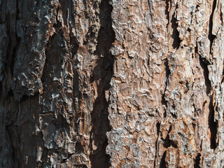 Pine tree texture in mountain forest, close-up shot for natural and environmental background.