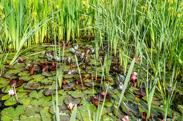 flowers of Nymphaea 'Masaniello'.  hardy flowers. Aquatic plants. Summer season