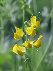 Meadow Vetchling, Lathyrus pratensis, also known as Meadow pea or Meadow pea-vine, wild flowering...