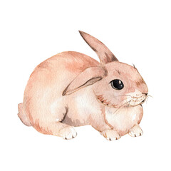 Bunny сute easter composition. Hand-drawn watercolor illustration, isolated on white background.