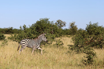 Naklejka premium Steppenzebra / Burchell's zebra / Equus quagga burchellii..