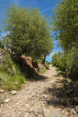 Fototapeta na wymiar cami Vell de Estellencs, Puigpunyent, Mallorca, Balearic Islands, Spain