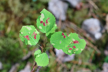 Aceria varia and Phyllocoptes populi, both arachnid mites, forming respectively red and white gall spots on leaves of common aspen in Finland