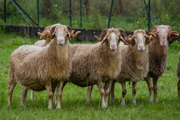 Fototapeta premium ovejas Laxas francesas, región de Aquitania, departamento de Pirineos Atlánticos, Francia
