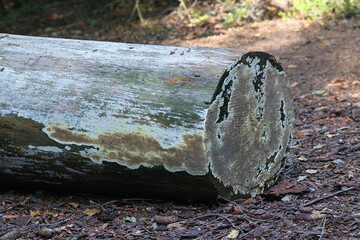 Cellar fungus, Coniophora puteana, also called wet rot fungus, wild fungi from Finland