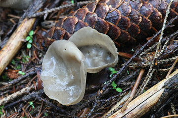 Felt saddle fungus, Helvella macropus, also called Helvella bulbosa, wild fungus from Finland © Henri Koskinen