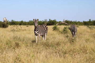 Naklejka premium Steppenzebra / Burchell's zebra / Equus quagga burchellii
