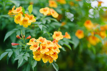 Trumpetbush, Tecoma stans a orange flower popularly planted to decorate the house, flowering into a bouquet of flowers.