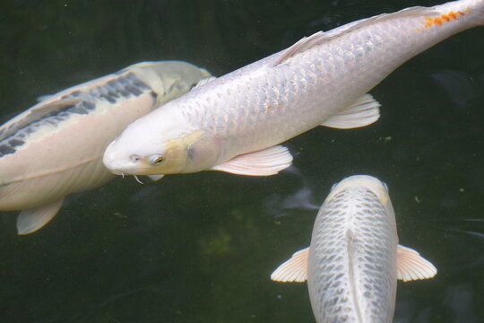 kois im teich