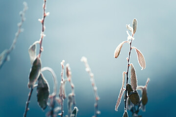 Frost-covered plants in winter forest at foggy sunrise. Abstract winter nature background