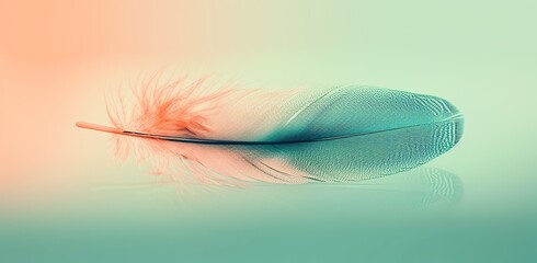 Feather on a reflective surface. The concept of lightness and finesse.