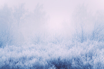 Frost-covered trees and grass in winter forest at foggy sunrise.