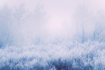 Obraz na płótnie Canvas Frost-covered trees and grass in winter forest at foggy sunrise.