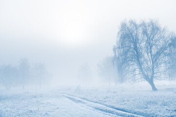 Frost-covered trees and grass in winter forest at foggy sunrise.