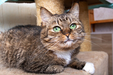Gray cat sitting at cat toys closeup