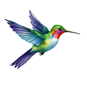 recommend clip art: AI-generated watercolor clipart of a Hummingbird illustration. Isolated elements on a white background.