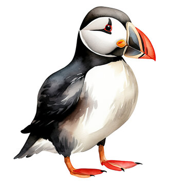 recommend clip art: AI-generated watercolor clipart of a Puffin bird illustration. Isolated elements on a white background.