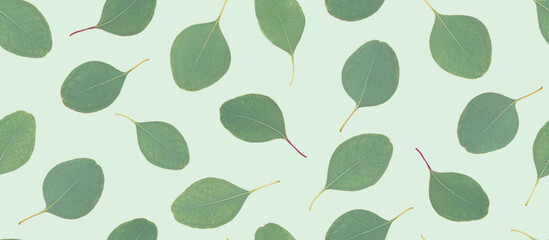 Eucalyptus leaves seamless pattern on green background.
