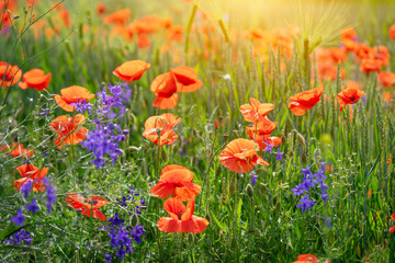 Obraz premium Red poppy and blue flowers on natural sunny background. Soft focus, copy space