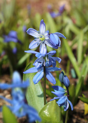 Blue flowers of the Scilla plant
