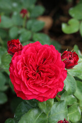 A bright large garden rose in the center