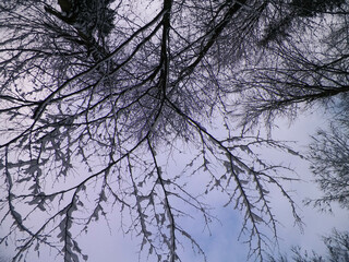 Nature background - white snow on branches.