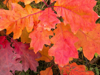 Red autumnal leaves as nature background.