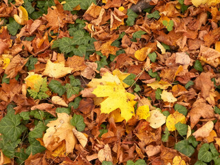 Gold autumnal leaves as nature background.