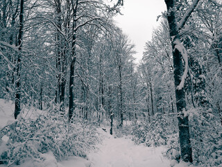 Snowy forest in Wiezyca Region. Kashubia Northern Poland.