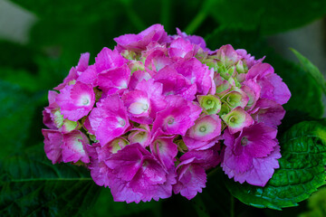 Close-up of blooming Hydrangea macrophylla