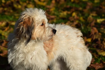 portrait eines weiß braunen hundes im sonnenlicht