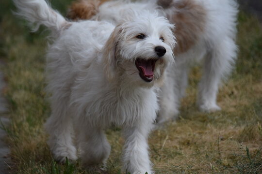 weißer hund mit "lachendem" Gesicht