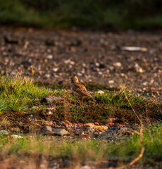 Crested Lark in the grass