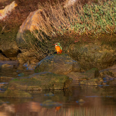 A kingfisher looking for food on a stone