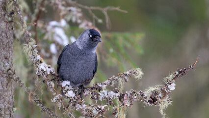 Nordic jackdaw (Coloeus monedula) in forest in winter