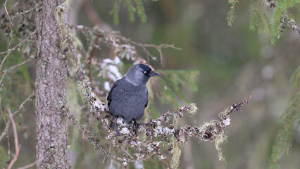 Nordic jackdaw (Coloeus monedula) in forest in winter