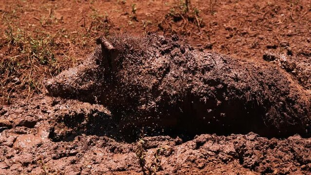 Mud-Covered Pig Emerges and Shakes Off